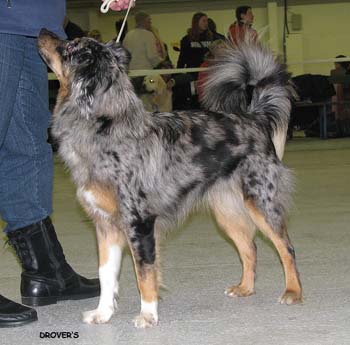 junior bitches Disqualified Pyrzillac's Wynona2