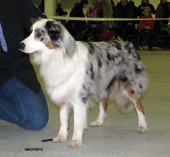 junior bitches EXC1 3rd best bitch Tres Colores USA True Choice