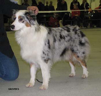 junior bitches EXC1 3rd best bitch Tres Colores USA True Choice1