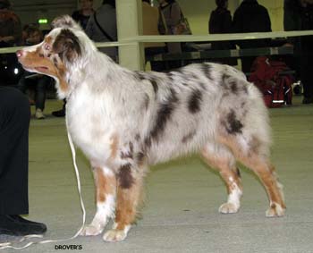 junior bitches EXC2 Hazelmoor Neat Naomi