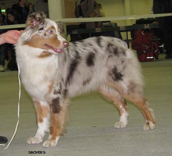 junior bitches EXC2 Hazelmoor Neat Naomi1