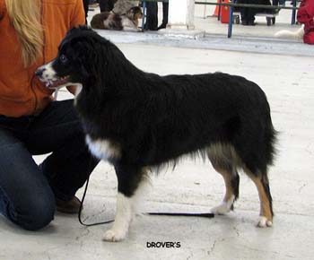 junior bitches G Ghosteye's Dewberry