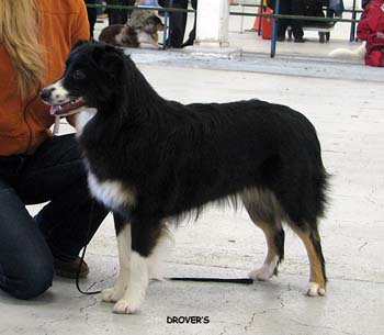 junior bitches G Ghosteye's Dewberry1