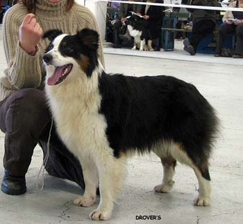 junior bitches VG Aamuruskon Kuunsäde