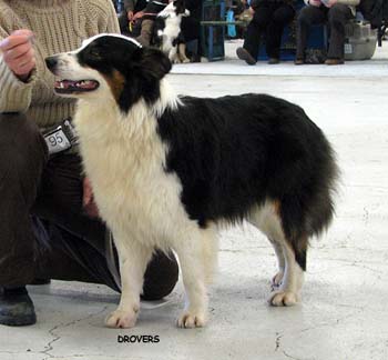 junior bitches VG Aamuruskon Kuunsäde1