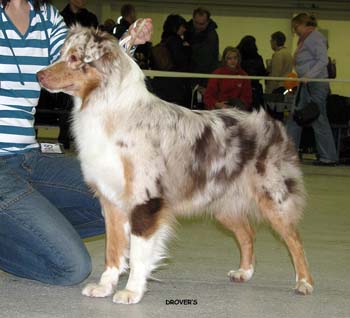 junior bitches VG3 Hazelmoor Nonparel Notte