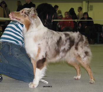 junior bitches VG3 Hazelmoor Nonparel Notte1