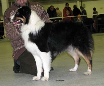 junior bitches VG4 Ossequente Bambola