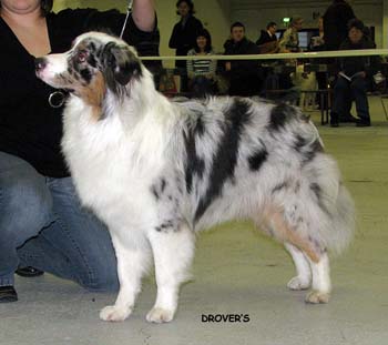 junior males VG2 Ossequente Buffo1