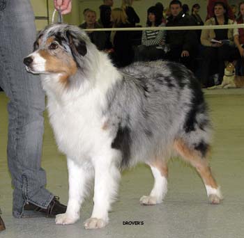 open bitches  G Furdie's Enliven Himmi