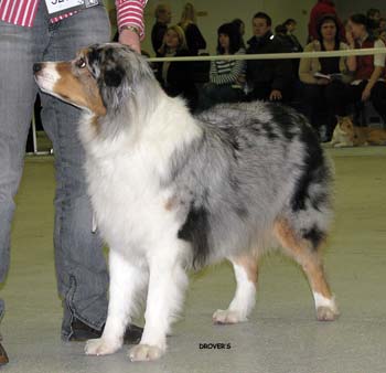 open bitches  G Furdie's Enliven Himmi1