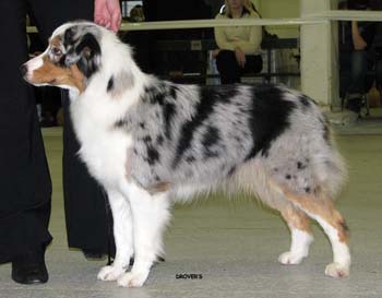 open bitches EXC1 2nd best bitch res.CAC res.CACIB Hazelmoor Merry Mood