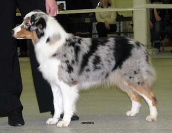 open bitches EXC1 2nd best bitch res.CAC res.CACIB Hazelmoor Merry Mood1