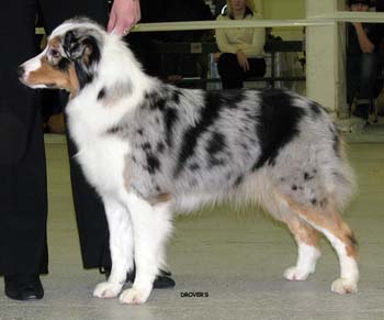 open bitches EXC1 2nd best bitch res.CAC res.CACIB Hazelmoor Merry Mood2