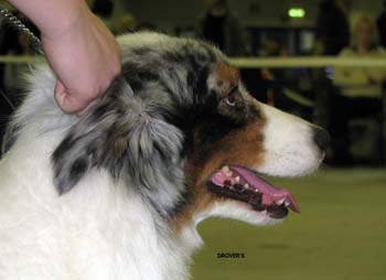 open bitches EXC2 Energie's V.I.P. Energie3