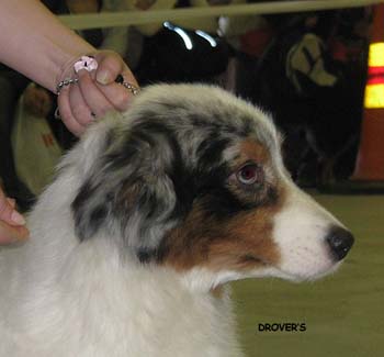 open bitches EXC2 Energie's V.I.P. Energie4