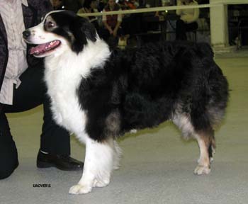 open bitches VG4 Ossequente Ultra Violet