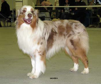 open males EXC1 Best Male CAC new CH CACIB BOS Beauwood Karelian Bear1