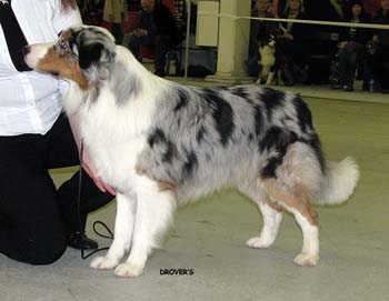 open males EXC2 Hazelmoor Mozzarella Moon