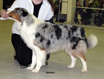 open males EXC2 Hazelmoor Mozzarella Moon1