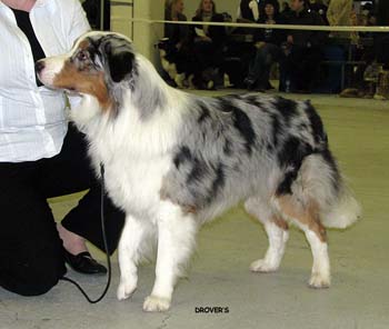 open males EXC2 Hazelmoor Mozzarella Moon2