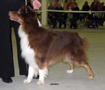 open males G Hazelmoor Jummi Jammi