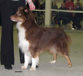 open males G Hazelmoor Jummi Jammi1