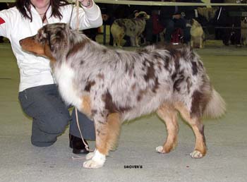 open males G Himmi-Peikon Myrynkyykky