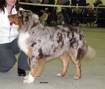 open males G Himmi-Peikon Myrynkyykky1