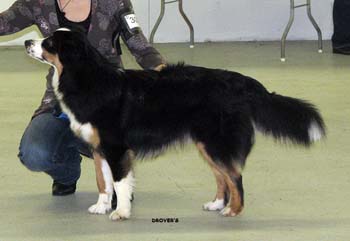 puppy bitches 1st, BOB-puppy Capricole Lolli Pop