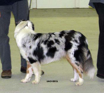 puppy bitches 2nd Glenhouse's Oregano Omelet