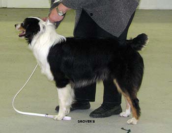 puppy bitches 3rd Ossequente Cora Classica