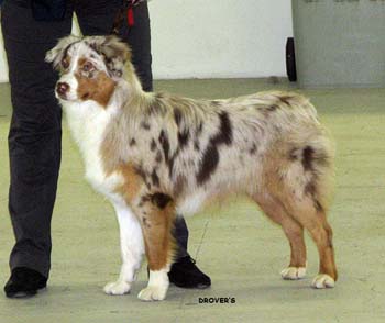 puppy males 1st, BOS-puppy Capricole Limp Bizkit