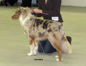 puppy males 3rd Capricole Linkin Park