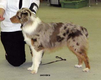 puppy males 4th Hazelmoor Peter Pan