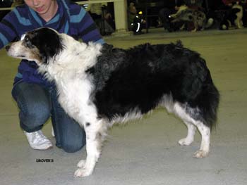 veteran bitches G Dancing Skies Gracias