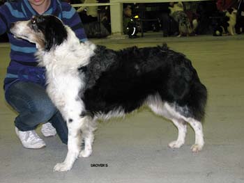 veteran bitches G Dancing Skies Gracias1