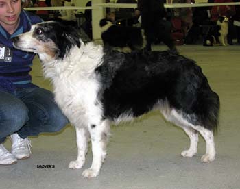 veteran bitches G Dancing Skies Gracias2