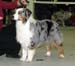 champion males EXC1 2nd best male res.CACIB Gun Lake Thorn's Pancake