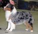 champion males EXC2 3rd best male Drover's Attent'n Please