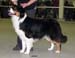 champion males EXC3 4th best male Drover's Bath'n Brushed