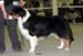 champion males EXC3 4th best male Drover's Bath'n Brushed2