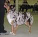 intermediate males EXC1 Painted Magic Cinnebar1
