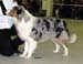 open males EXC2 Hazelmoor Mozzarella Moon