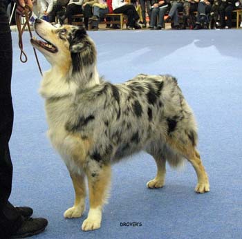 champion bitch VG3 of Gurrent Dutch Dream1