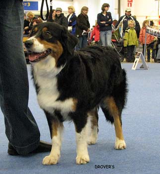 champion bitch VG4 Glenhouse's Grace Dolly