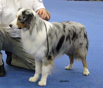 champion male EXC Gun Lake Don Sebastian