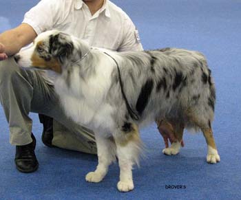 champion male EXC Gun Lake Don Sebastian1