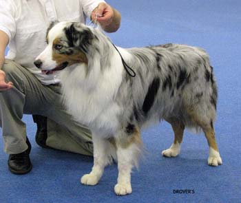 champion male EXC Gun Lake Don Sebastian2