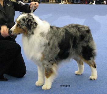 champion male EXC1, CACIB, Best Male, BOB, FINW-07 Thornapple Hot Wheels